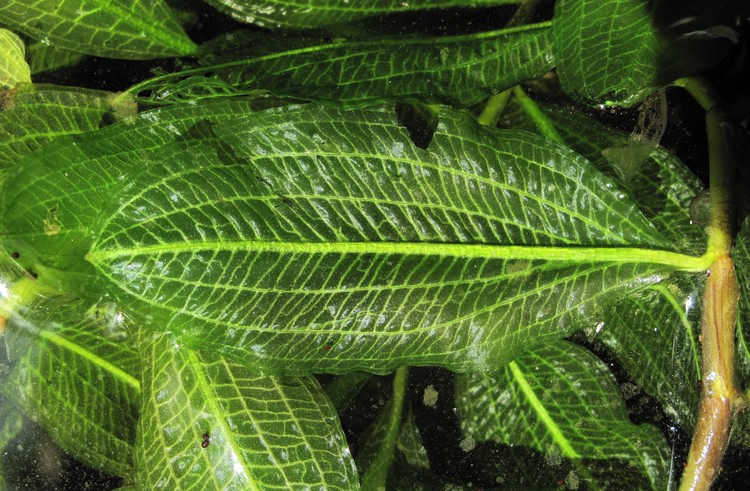 Potamogeton lucens